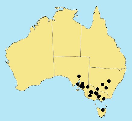 Australian Distribution 2002 © ABRS Australian Distribution © ABRS Panicum capillare var. brevifolium