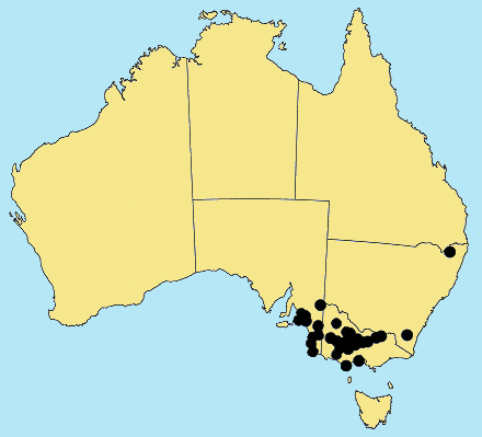 Spikelet (photo) © Watson and Dallwitz 1989