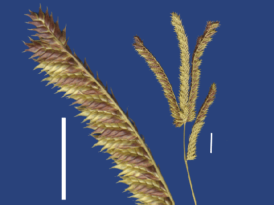 Inflorescence (scanned specimen) © Queensland Herbarium by Will Smith