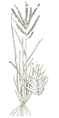 Habit and spikelet (line drawing) © Gardner 1952