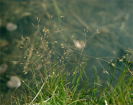 Habit (photo) © S. Jacobs