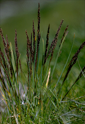 Habit (photo) © ANBG photo C. Totterdell