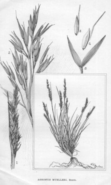 Habit and detail (line drawing) Maiden