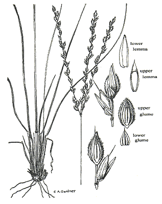 Habit and details (line drawing) © Gardner 1952