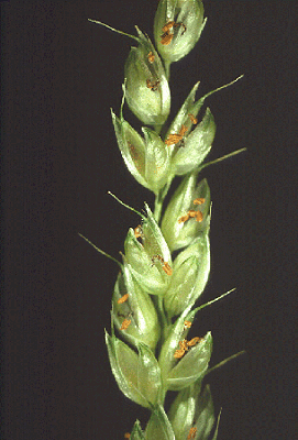 Spikelets (photo) © Watson and Dallwitz 1992