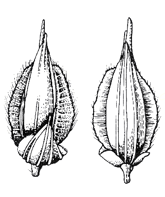 Spikelet front and back (line drawing) © Stanley and Ross 1989, pg 235