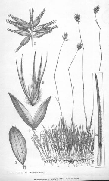 Habit and detail (line drawing) Maiden