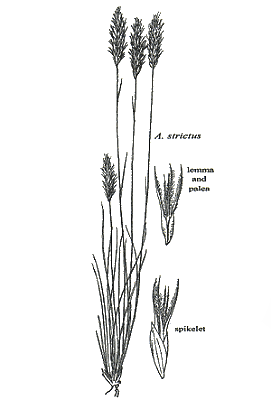 Habit and spikelet (line drawing) © Gardner 1952