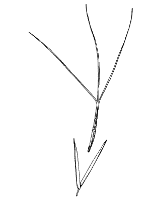 Spikelet (line drawing) © Simon 1992 Drawn by Will Smith