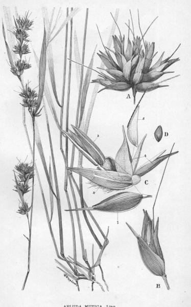 Habit and detail (line drawing) Maiden