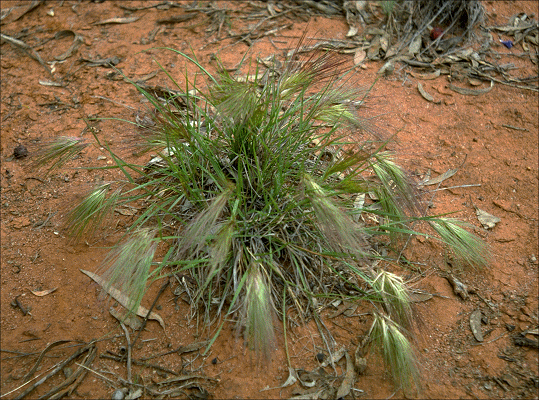 Habit (photo) © ANBG photo S. Donaldson