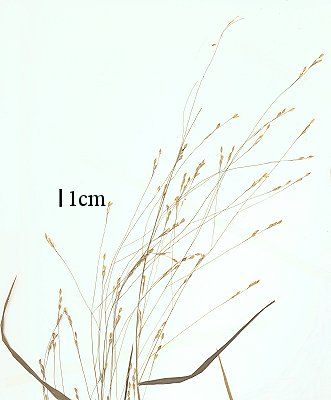 Inflorescence (scanned specimen) © Queensland Herbarium AQ 516735 by D.Sharp