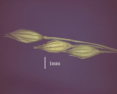 Spikelet (photo) © Queensland Herbarium AQ 516735 by D.Sharp