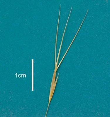 Spikelet (scanned specimen) © Queensland Herbarium AQ 251034 by Will Smith