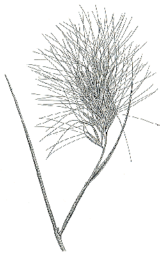 Inflorescence (line drawing) © Jessop and Toelken 1986