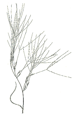 Inflorescence (line drawing) © Jessop and Toelken 1986