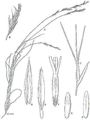 Habit and detail (line drawing) © Simon 1994 by Will Smith