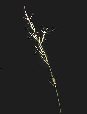 Inflorescence (photo) © Watson and Dallwitz 1992