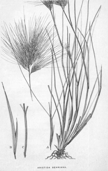 Habit and detail (line drawing) Maiden