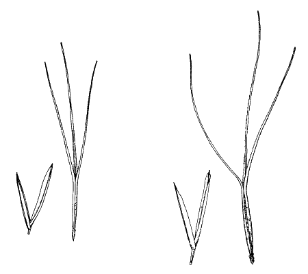 Spikelets, var. jerichoensis left, var. subspinulifera right (line drawing) © Simon 1992 by Will Smith