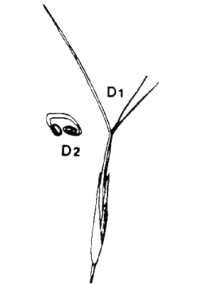 153 D1 spikelet, D2 T.S. of lemma showing involute margins (line drawing)