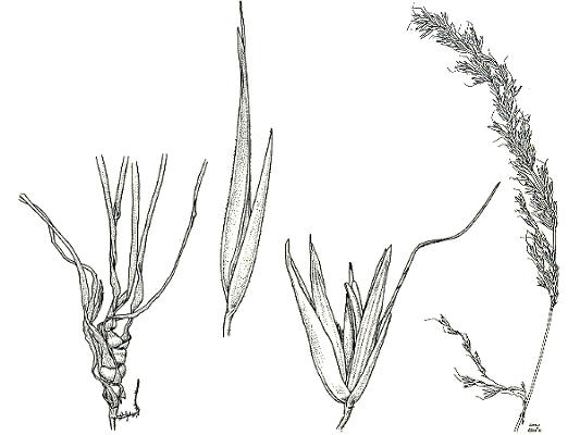 Bulbs, spikelet without and with glumes, inflorescence (line drawing) © Australian Biological Resource Study drawing by Lesley Elkan