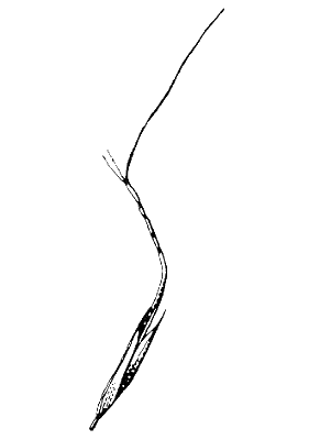 Spikelet (line drawing) © Stanley and Ross 1989