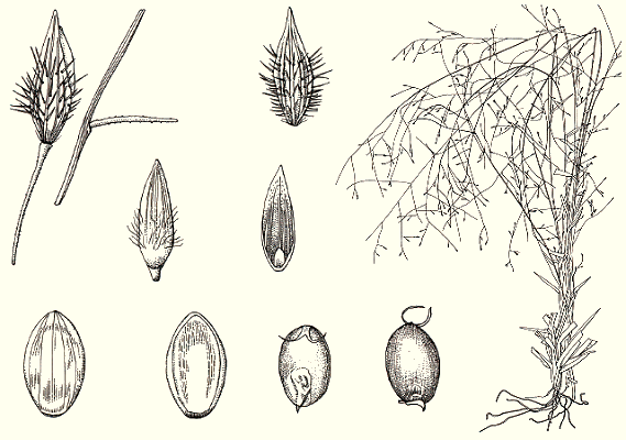 Habit and details (line drawing) © Simon 1992b Top row; spikelet; base of primary branch, showing disarticulation; habit. Middle row; lower glume, back view; upper glume, back view. Bottom row; upper floret, front view; upper floret, back view; grain, view of side with embryo; grain, view of side with hilum.