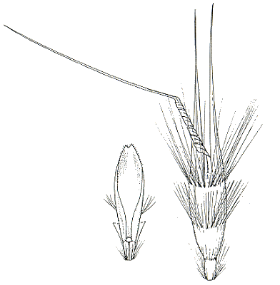 Lemma and palea (line drawing) © Australian Biological Resources Study drawing by C.E.Smith