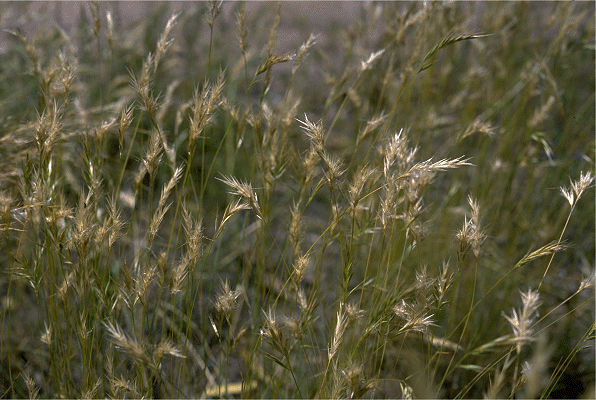 Habit (photo) © P. Linder