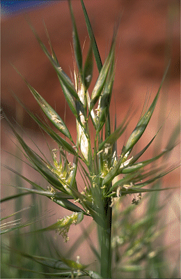 Inflorescence (photo) © P. Linder