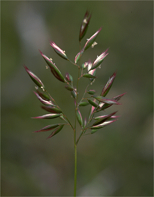 Inflorescence (photo) © P. Linder
