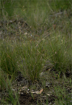 Habit (photo) © P. Linder