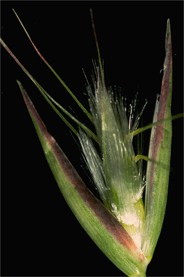 Spikelet (photo) © P. Linder