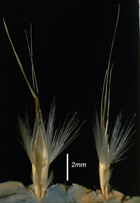 Lemma (photo) © M.B. Williams