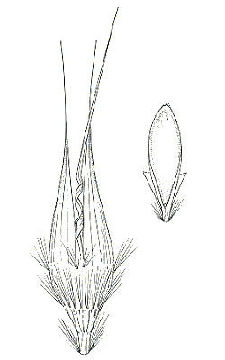 Lemma and palea (line drawing) © Australian Biological Resources Study drawing by C.E.Smith