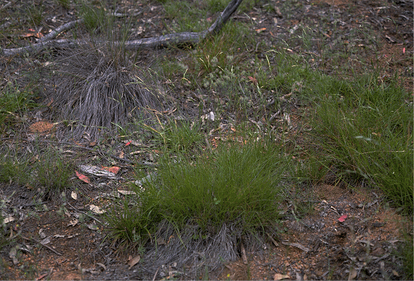 Habit (photo) © P. Linder