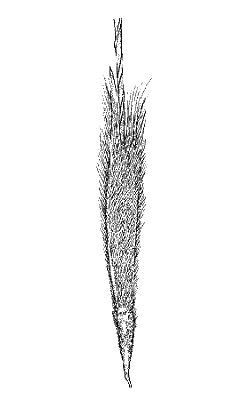 Spikelet (line drawing) © Australian Biological Resources Study drawing by Lesley Elkan and Nicola Oram