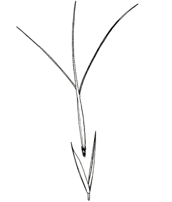Spikelet (line drawing) © Simon 1992 by Will Smith