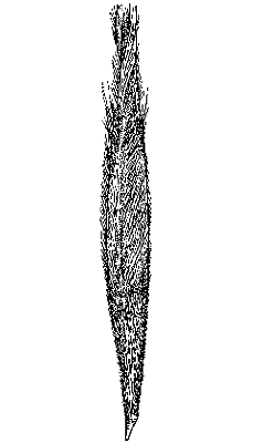 Spikelet (line drawing) © Australian Biological Resources Study drawing by Lesley Elkan and Nicola Oram