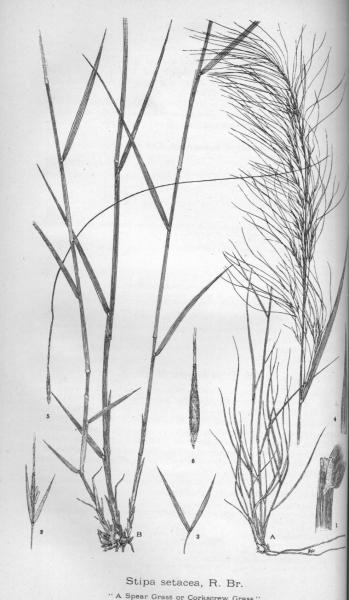 Habit and detail (line drawing) Maiden