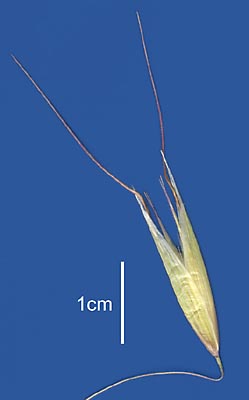 Spikelet (photo) © Queensland Herbarium AQ 533919 by Will Smith