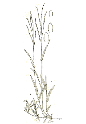 Habit and details (line drawing) © Gardner 1952