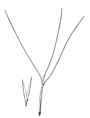 Glumes and floret (line drawing) © Simon 1992 by Will Smith