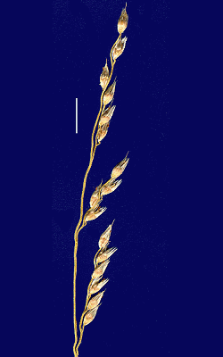 Inflorescence (scanned specimen) Urochloa holosericea subsp. velutina © Queensland Herbarium by Will Smith