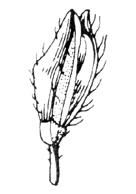 Spikelet (line drawing) © Stanley and Ross 1989