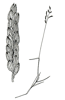 Habit and spike (line drawing) © Australian Biological Resources Study drawing by Enid Mayfield