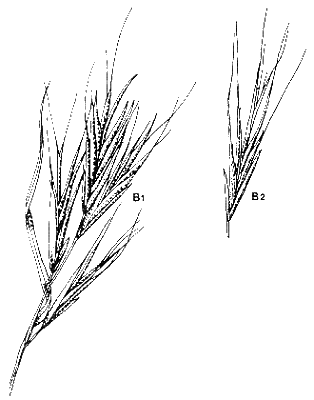 B1 inflorescence, B2 spikelet (line drawing) © Stanley and Ross 1989