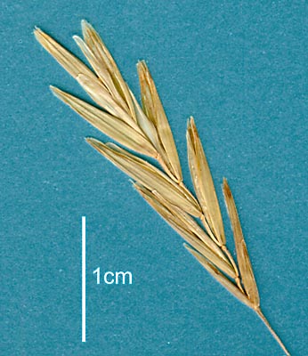Spikelet (photo) © Queensland Herbarium AQ 425232 by Will Smith