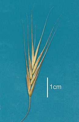 Spikelet (photo) © Queensland Herbarium AQ 395053 by Will Smith